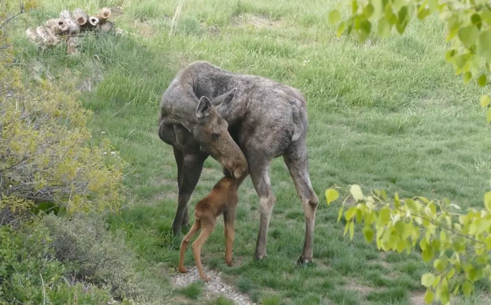 Newborn Moose + Mom Hang Out in Steamboat Springs Yard