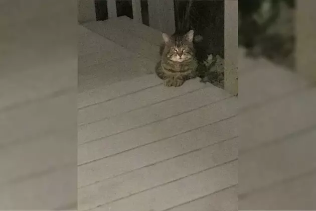 Is This A Bob Cat or Just a Big House Cat?