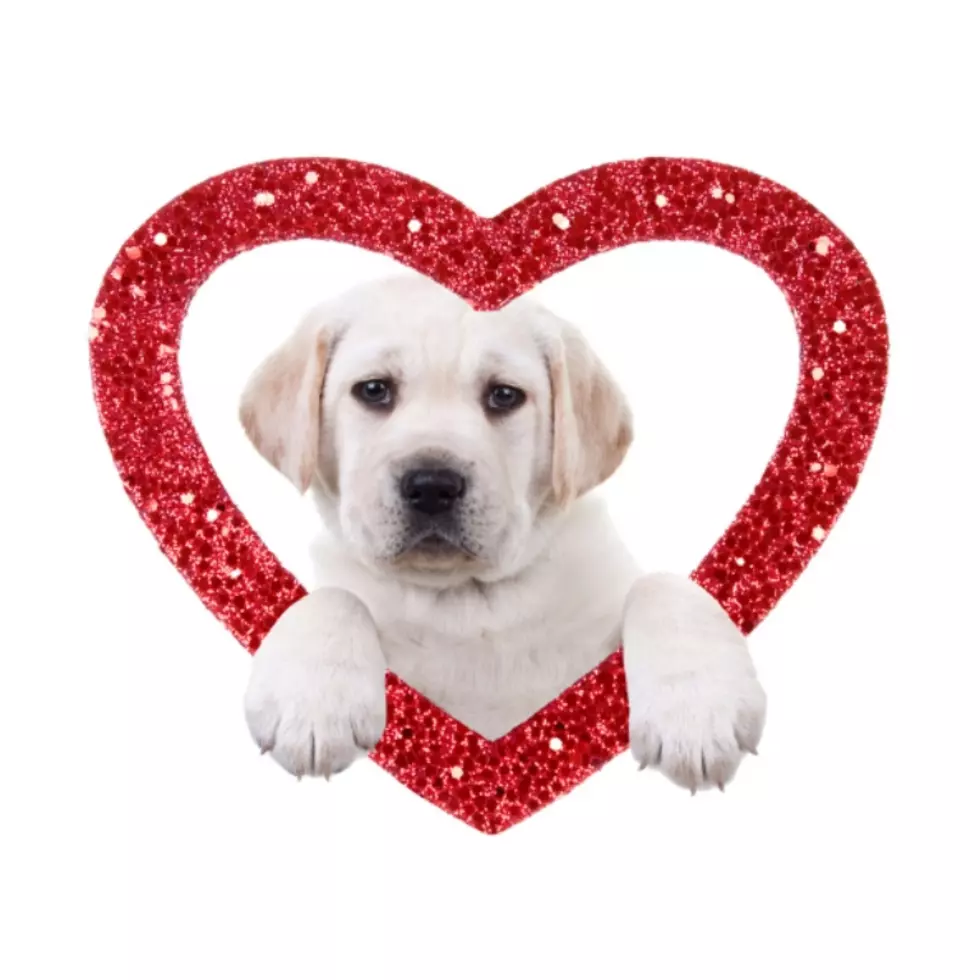 What Not To Give Your Pet For Valentines Day