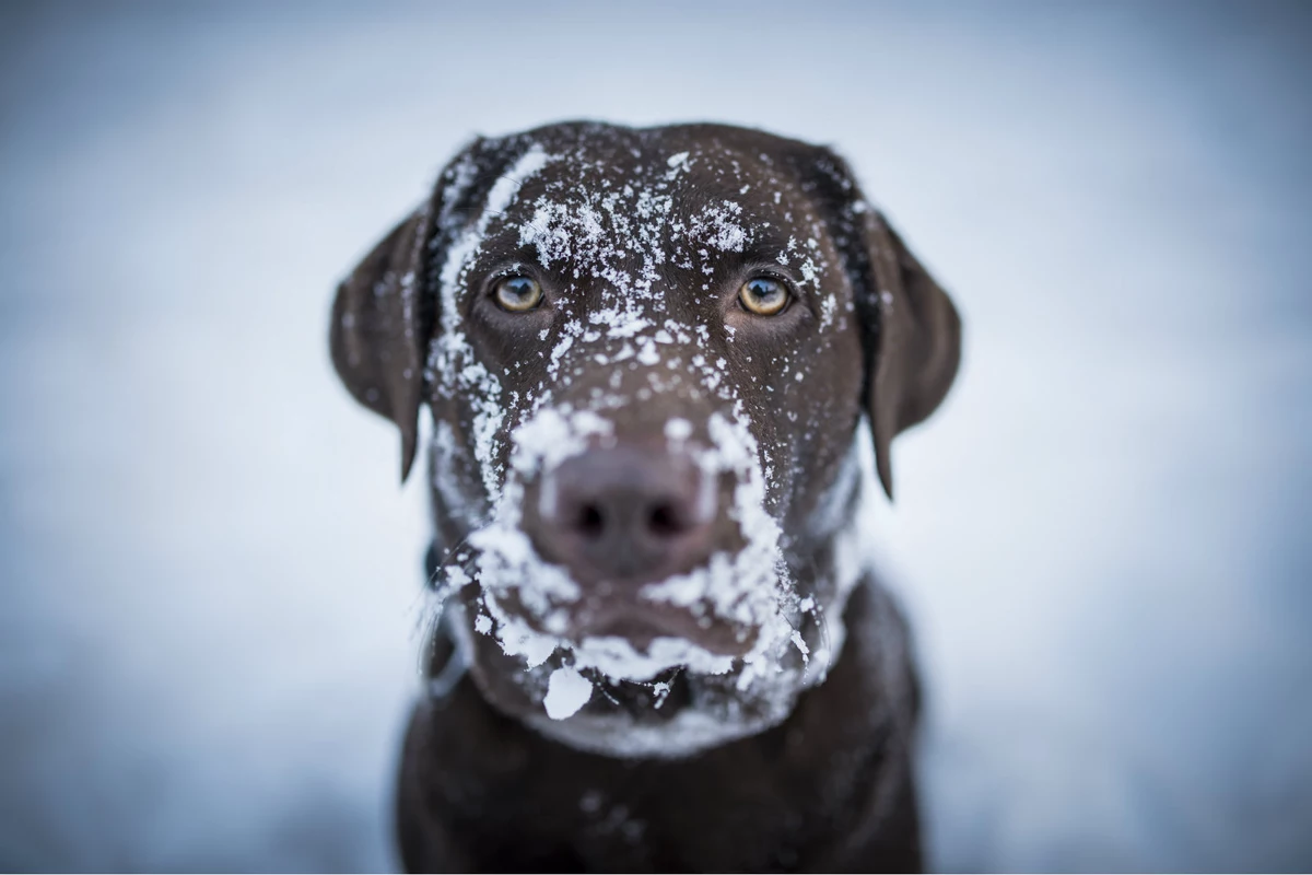 Colorado Dog 'LuLu' Says 'No More Blizzards'