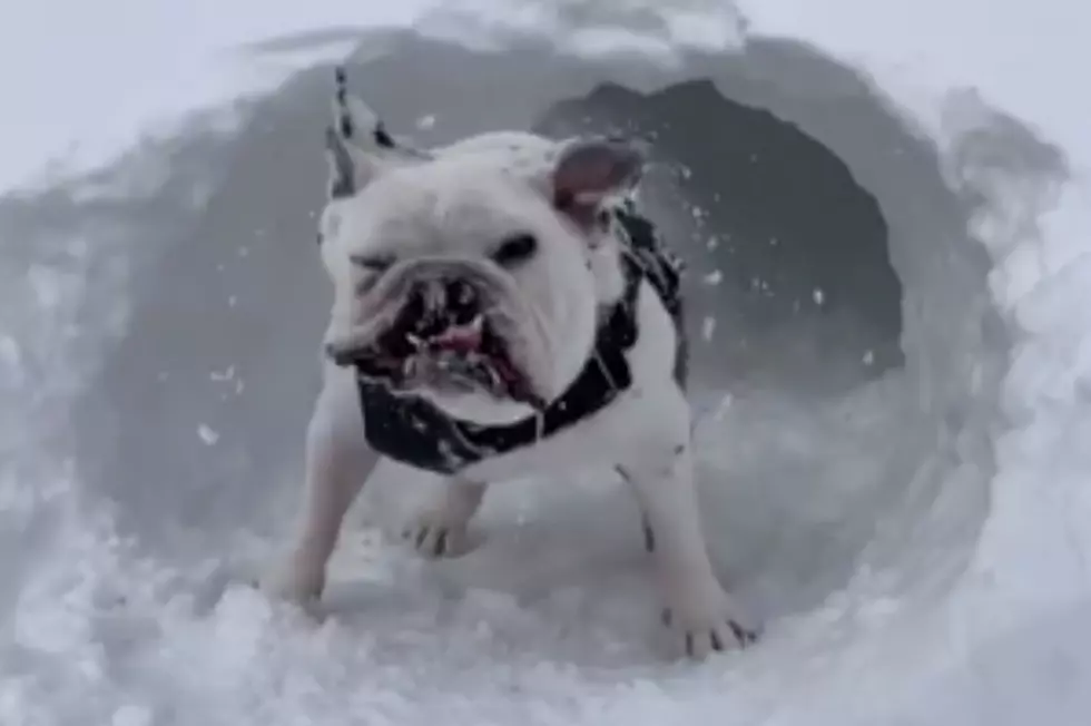 Colorado Dog &#8216;LuLu&#8217; Says &#8216;No More Blizzards&#8217;