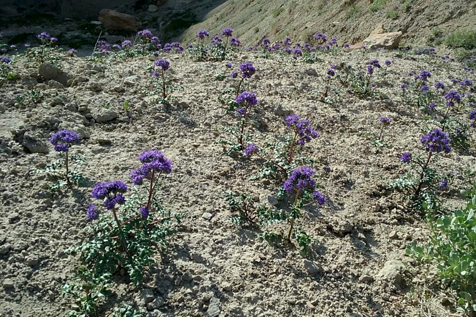 Can You Identify These ‘Flowers’ Spotted on Mt. Garfield?