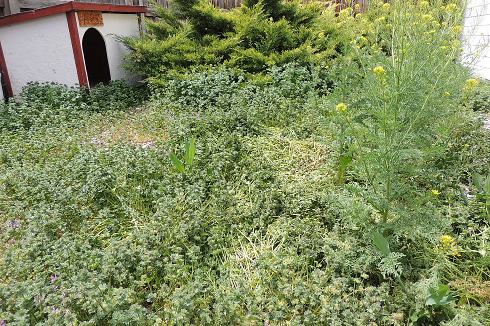 Spring Weeds 2019: Grand Junction Yards Under Siege