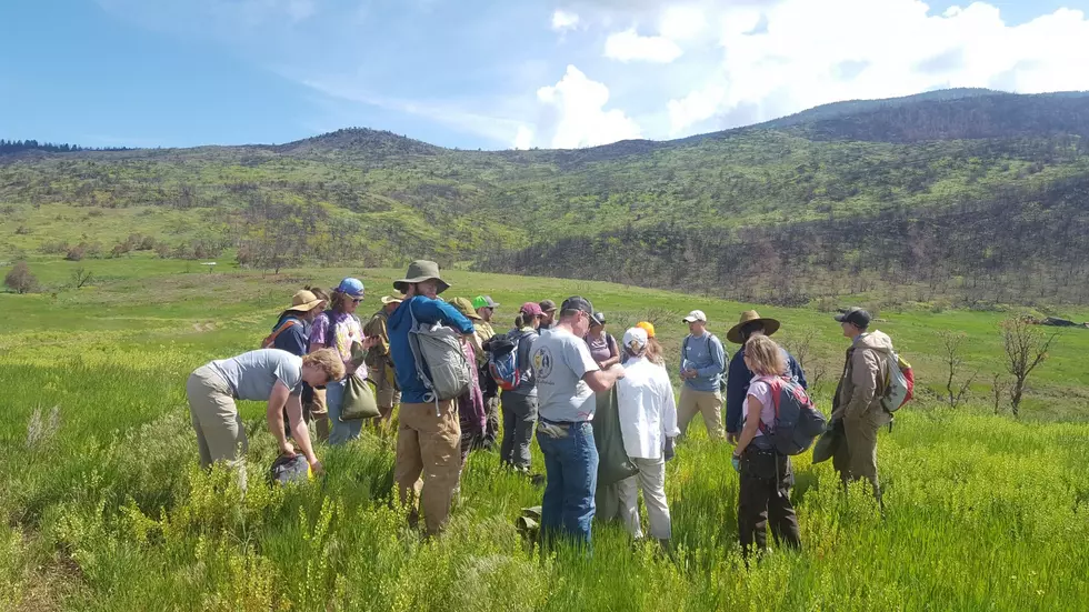 Hundreds Help Reseed Basalt Mountain