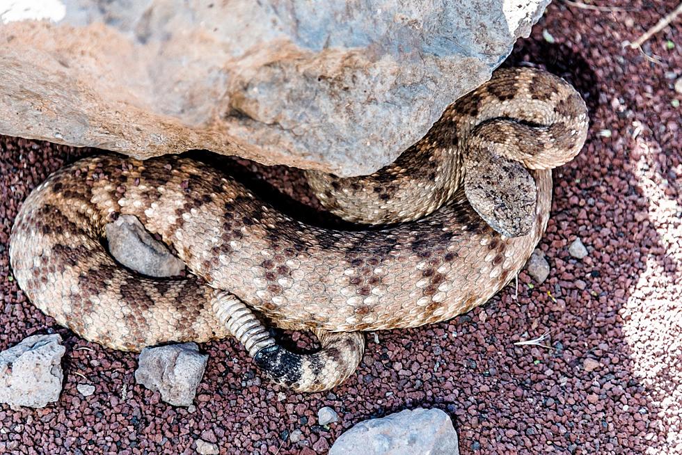 Snakes Are Out In Western Colorado