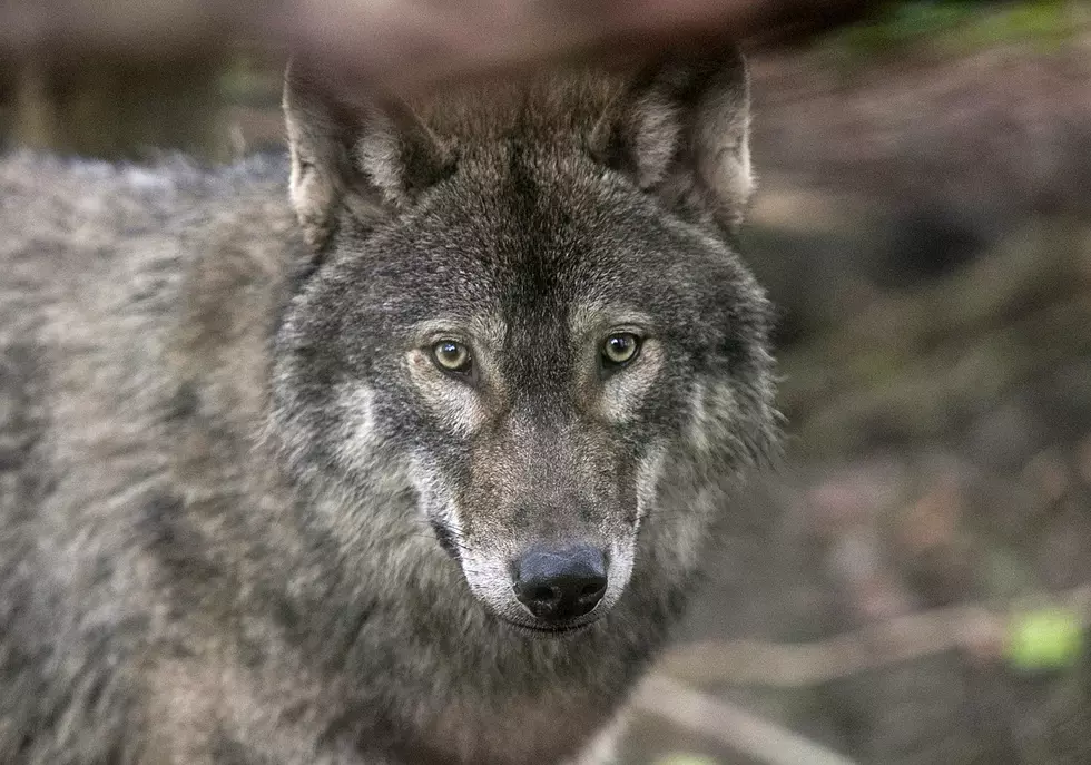 Rare Wolf Sighted in Colorado