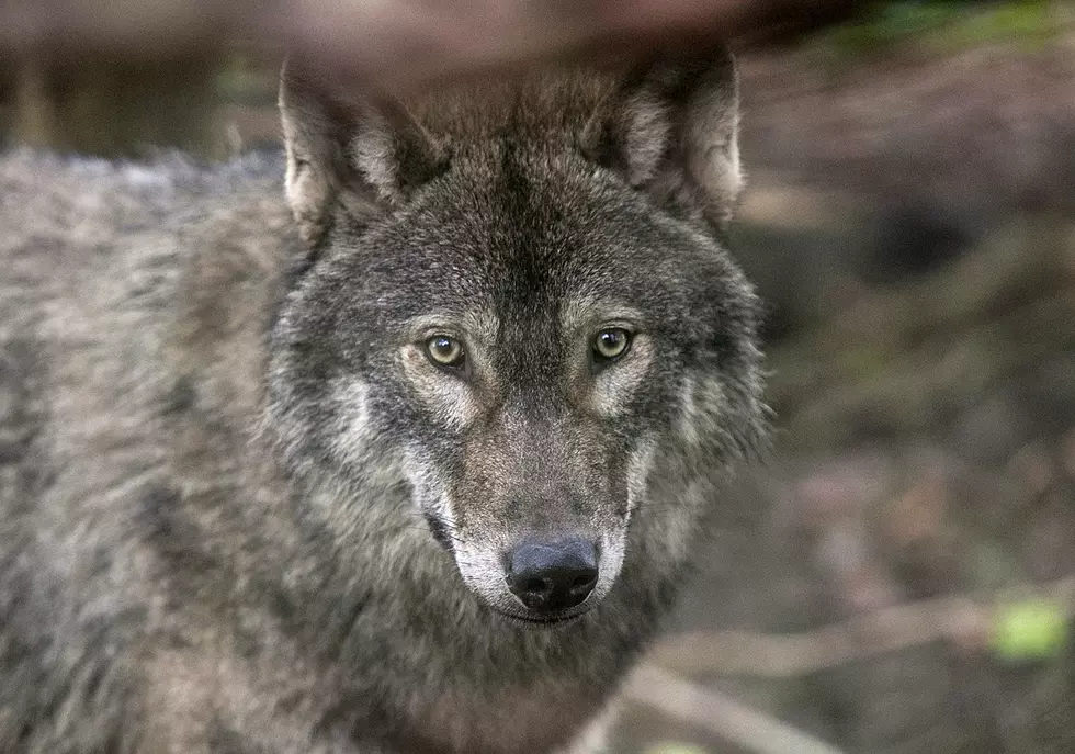 Wolf Sighting in Jackson County Says Colorado Parks and Wildlife