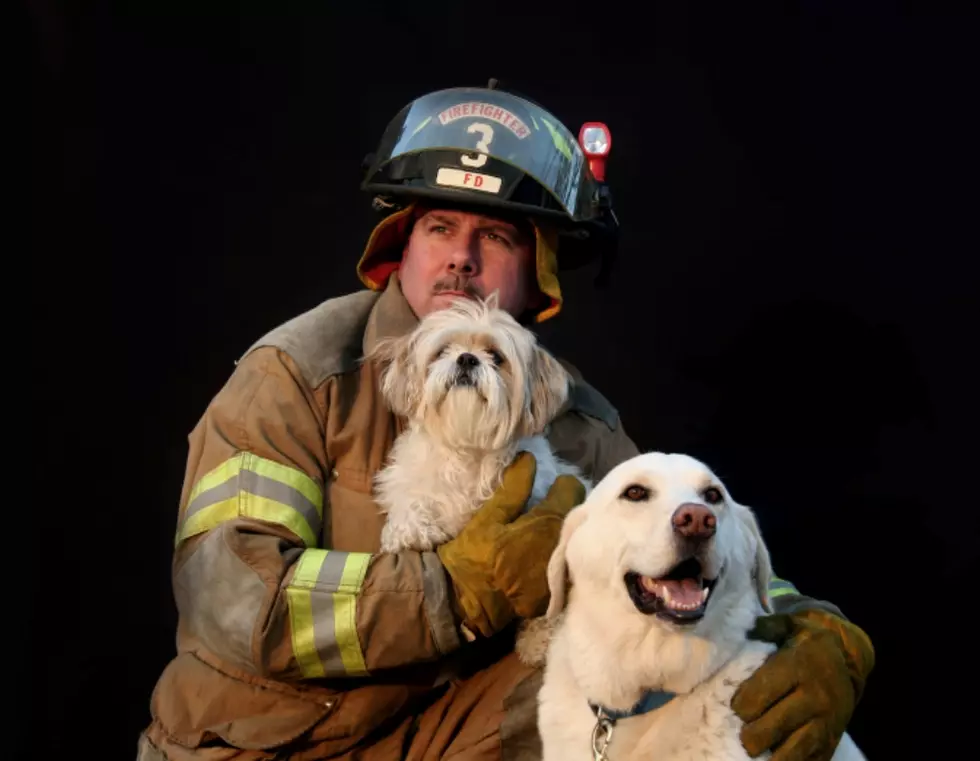 Don’t Leave Your Pets In Your Vehicle