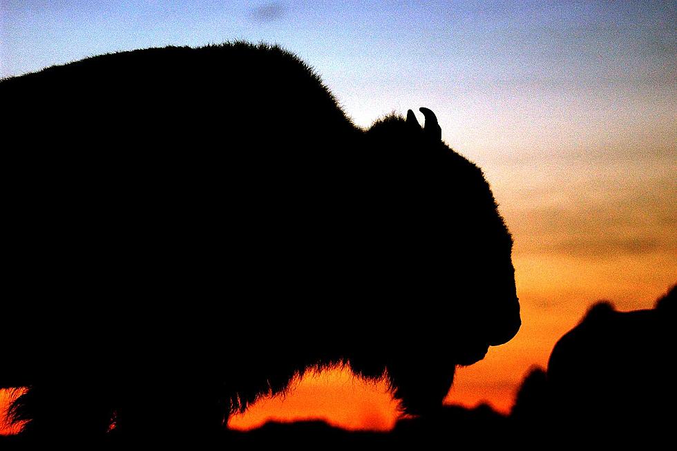Loaded With Nope: Don’t Pet the Bison