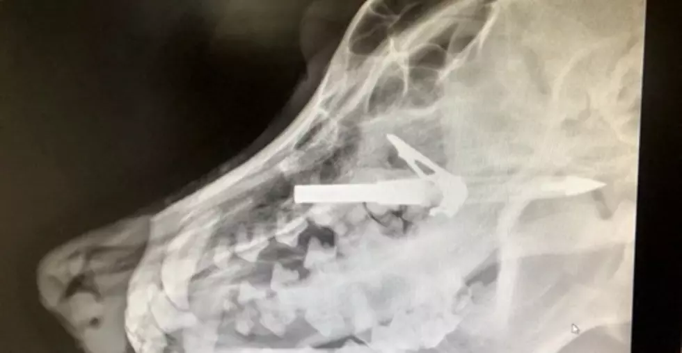 Colorado Dog With Arrow In Head Needs Life-Saving Surgery