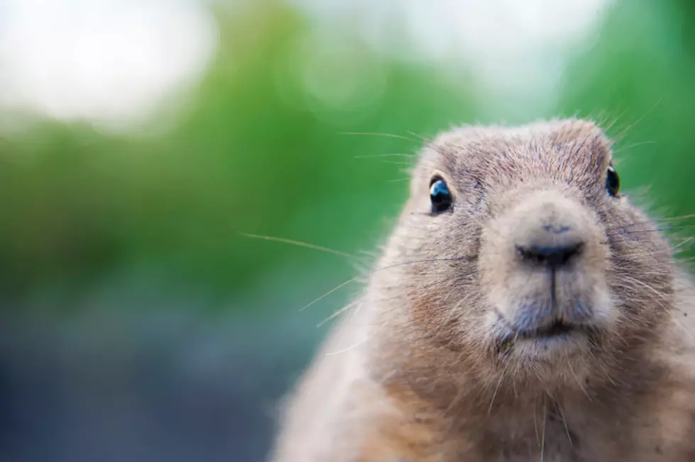 Health Officials Are Dealing With the Prairie Dog Plague in Denver