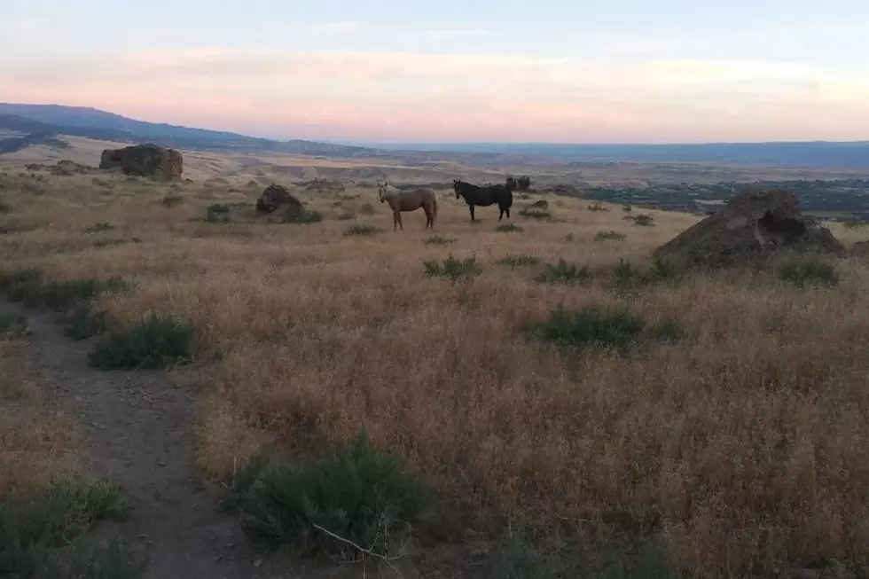 Rare Horse Sighting on Western Colorado Bookcliffs