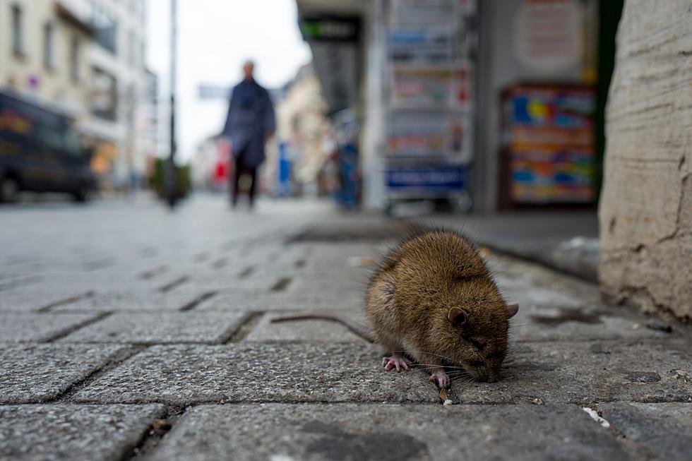 Rats! Denver Closes Park in Front of Capitol Due To Infestation