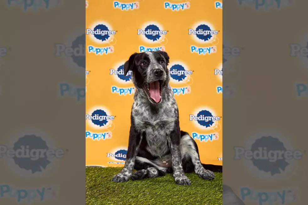 "Puppy Bowl" Will Feature Colorado Pup This Year