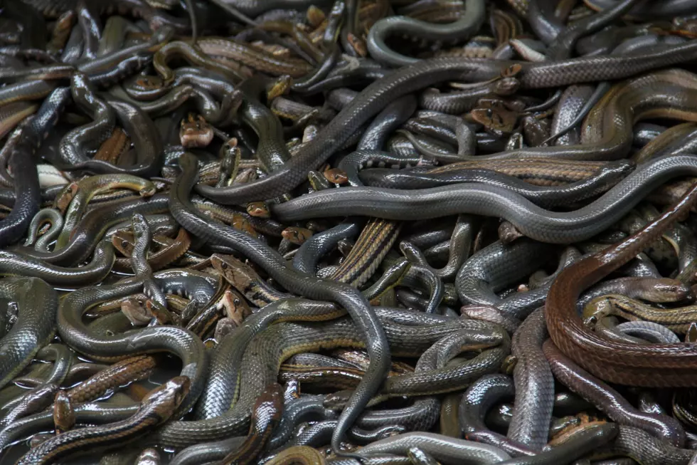 Colorado Family Finds Den of 150+ Snakes Under Deck