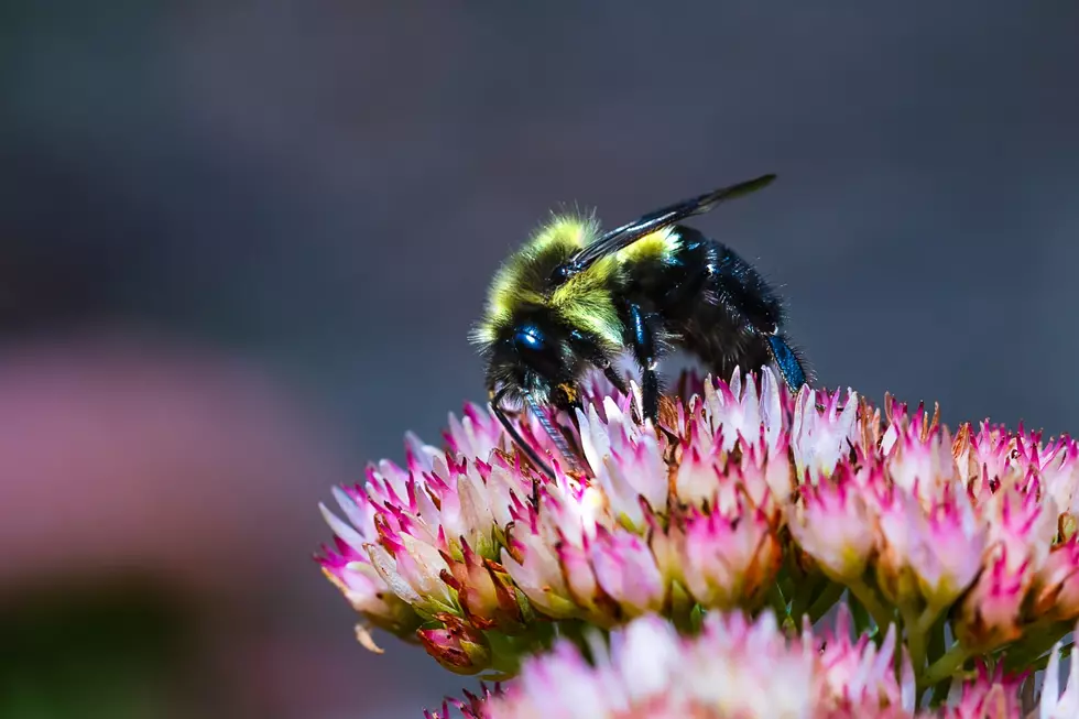 Colorado Pesticide Plan Hopes To Save Endangered Bee Population