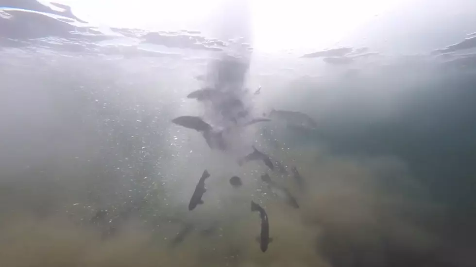 Watch CPW Stock Trout Into a Colorado Reservoir