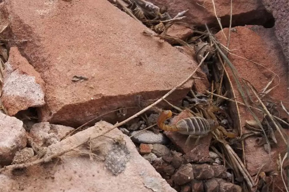 Scorpion Spotted in Grand Junction