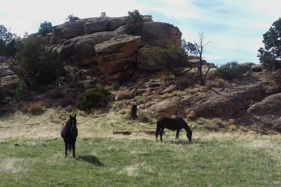 Horses Boone Sweetheart Mt. Garfield April 2020