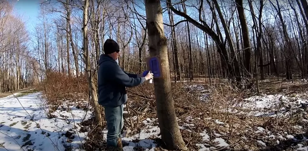 If You See Purple Paint in Colorado Woods, You Need to Leave