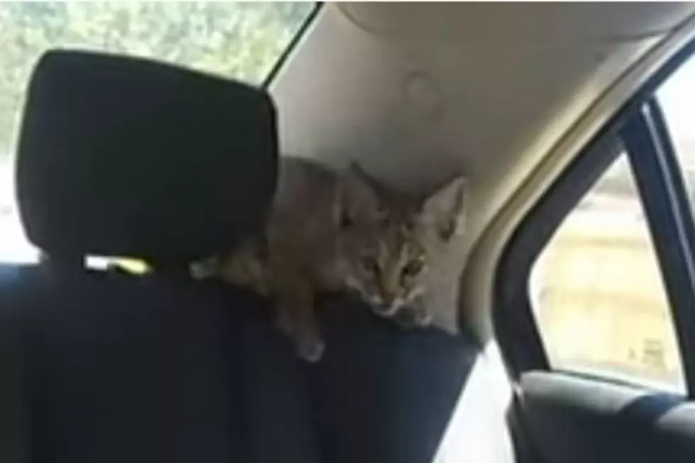 Colorado Woman Lures Bobcat Into Car With Fish Sandwich