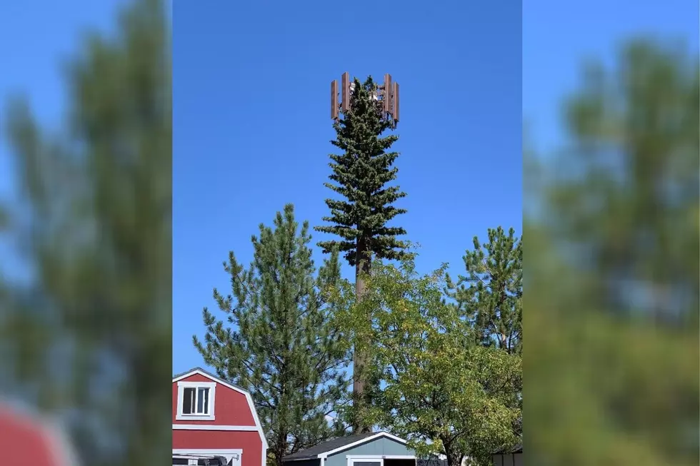 Have You Spotted This Camouflaged 5G Tower in Grand Junction?