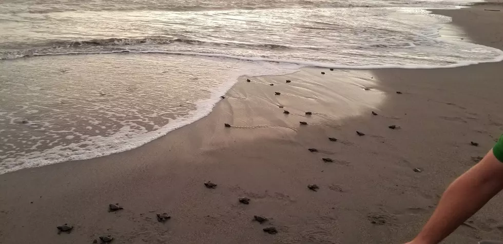 Releasing Sea Turtles More Amazing Than You Imagine [Photos]