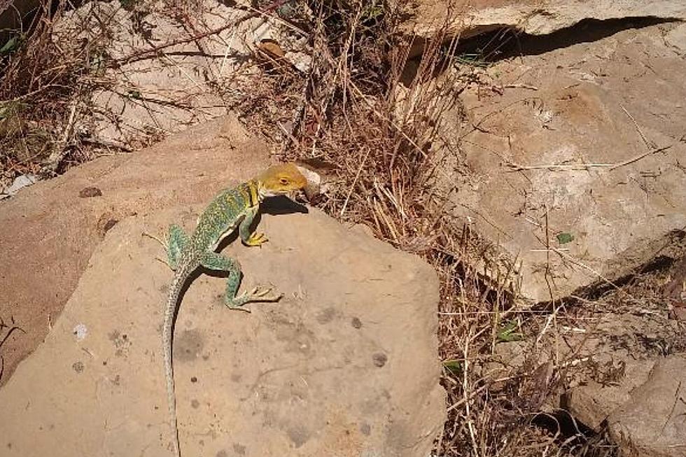 Collared Lizard Makes Return Visit to Residential Grand Junction