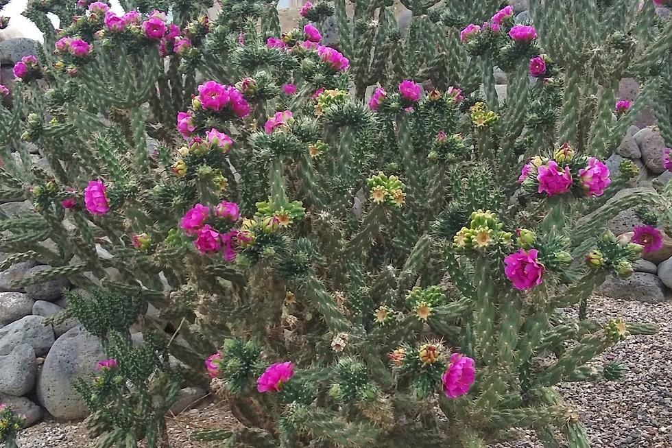 HURRY – Enjoy Grand Junction’s Cactus Flowers While You Can