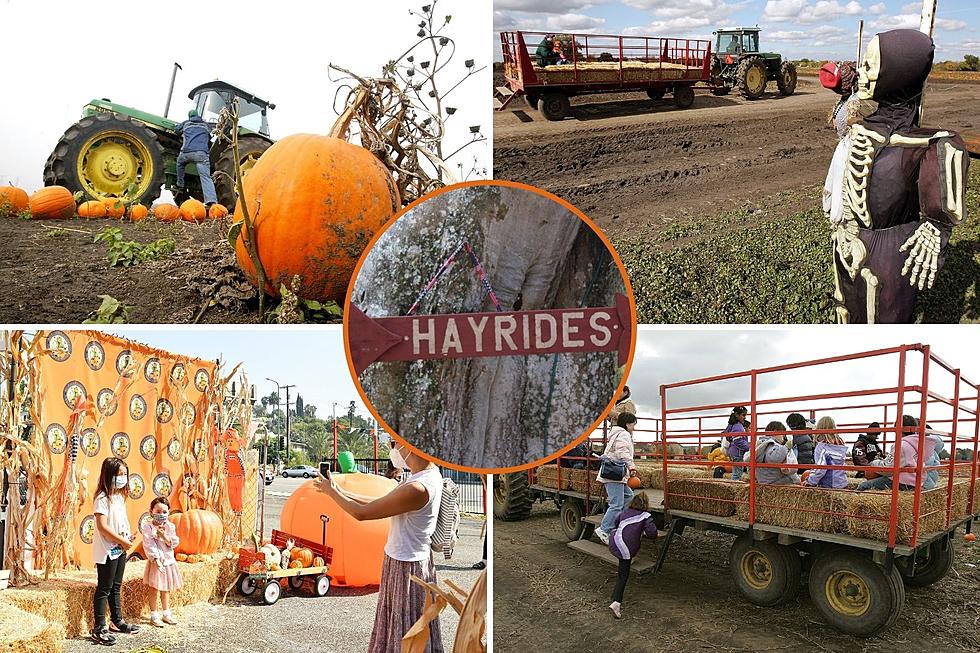 13 Kid Friendly Hayrides and Fall Festivals in Colorado