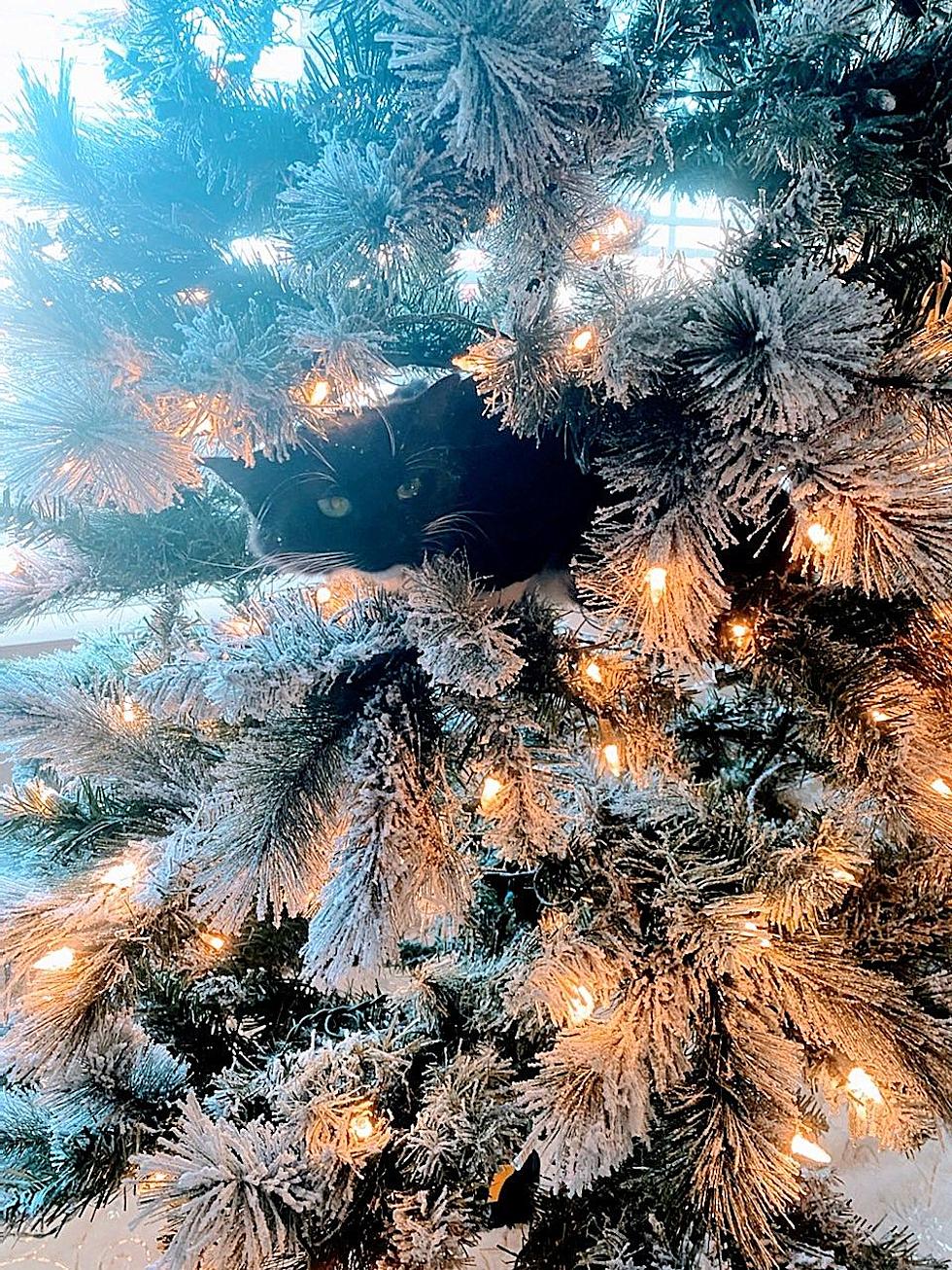 Crystal Christmas Tree Light – Enchanted Lights