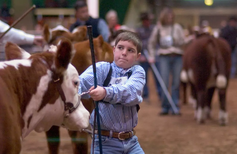 The National Western Stock Show Proceeds Under The Shadow Of Mad Cow