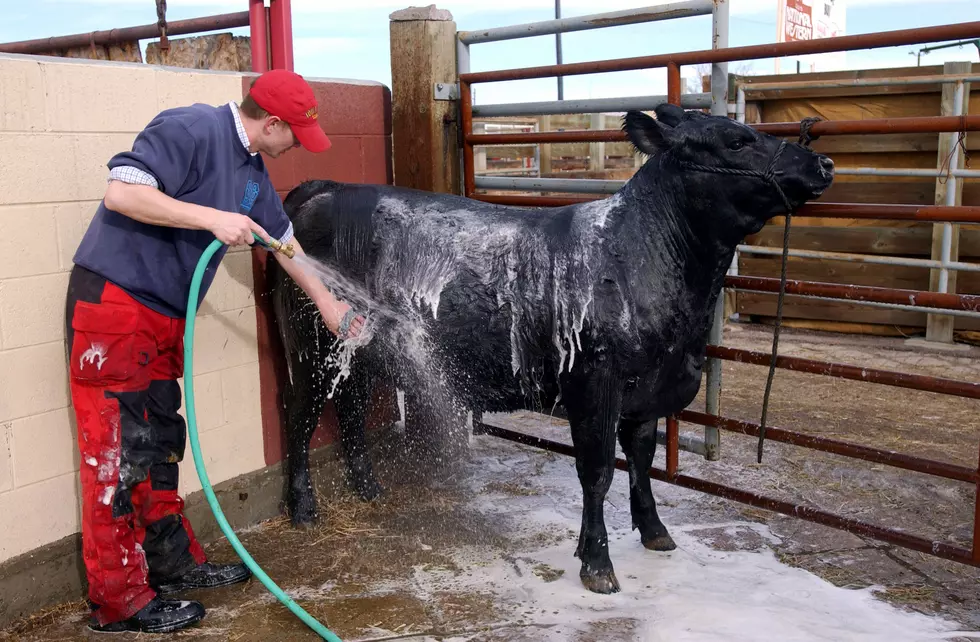 National Western Stockshow Draws Cowboy Faithful