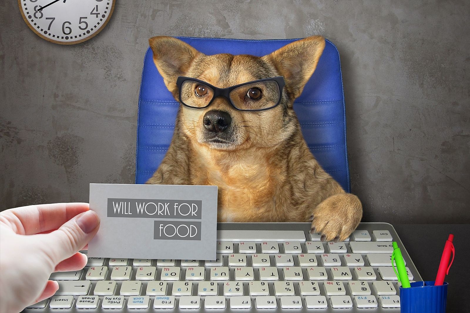 what jobs can a dog do