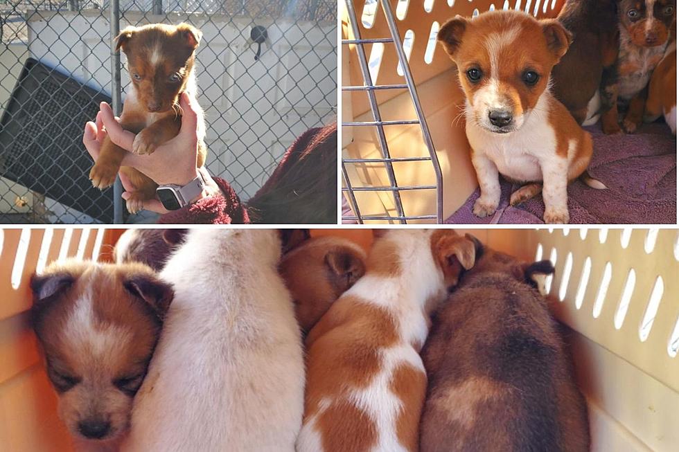 These Grand Junction Colorado Puppies Need Foster Families Right Now