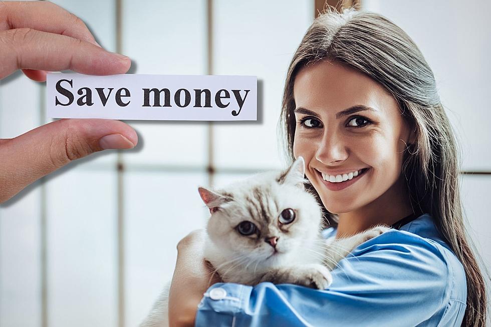 Grand Junction Colorado Pet Owners Can Save Big Bucks With Spay & Neuter Vouchers