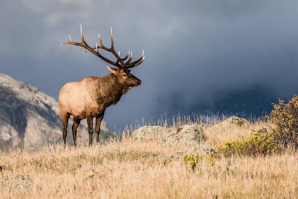Colorado Bull Elk in Rut