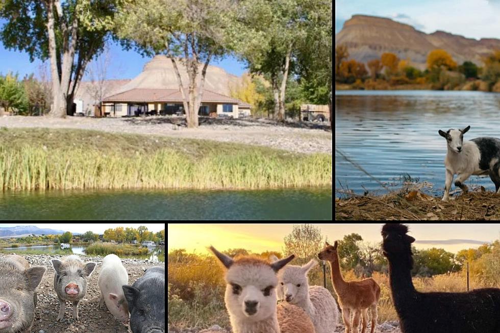 Photos: Fun Clifton Airbnb Is Inside a Colorado Animal Sanctuary
