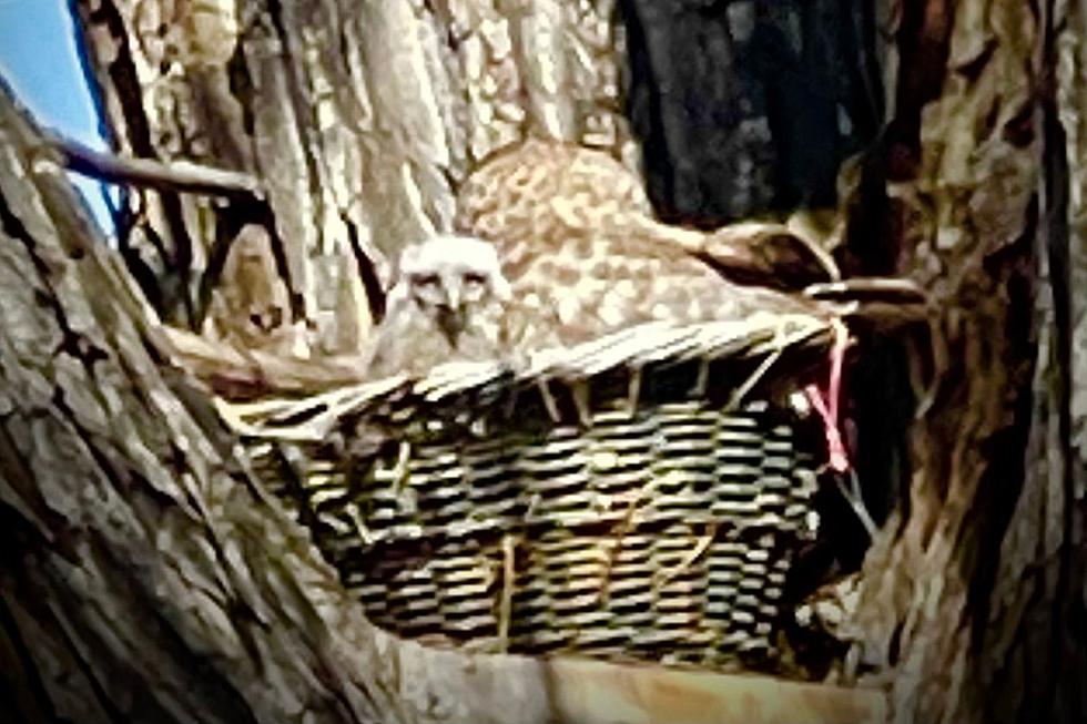 Welcome the Newest Resident to Grand Junction Colorado&#8217;s Riverfront Trail