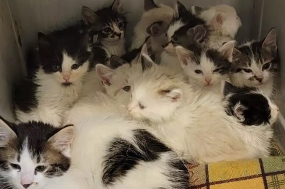 16 Kittens Abandoned Outside Grand Junction Colorado Shelter – Foster Homes Needed