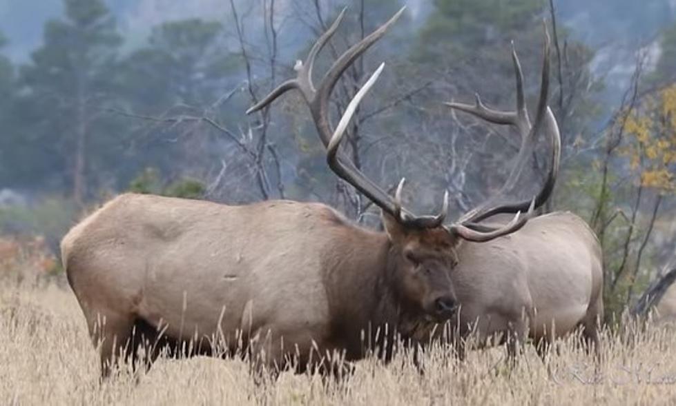 Popular Colorado Elk&#8217;s Head and Antlers Poached From Remains