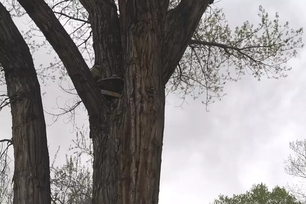 Owl Babies May 2022