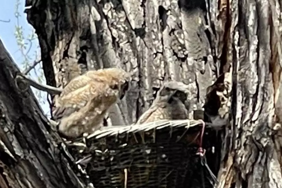 Owl Babies May 2022