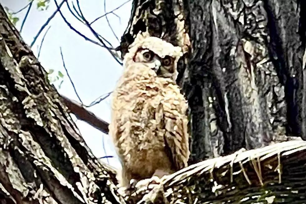 Owl Baby 1 May 2022