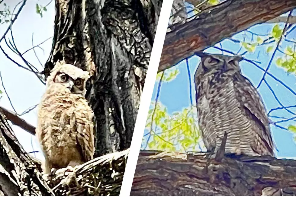 Meet the Family of Owls Living on Grand Junction&#8217;s Riverfront Trail