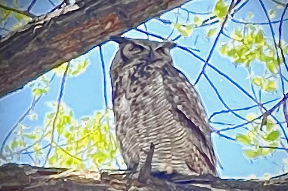 Owl Mother May 2022