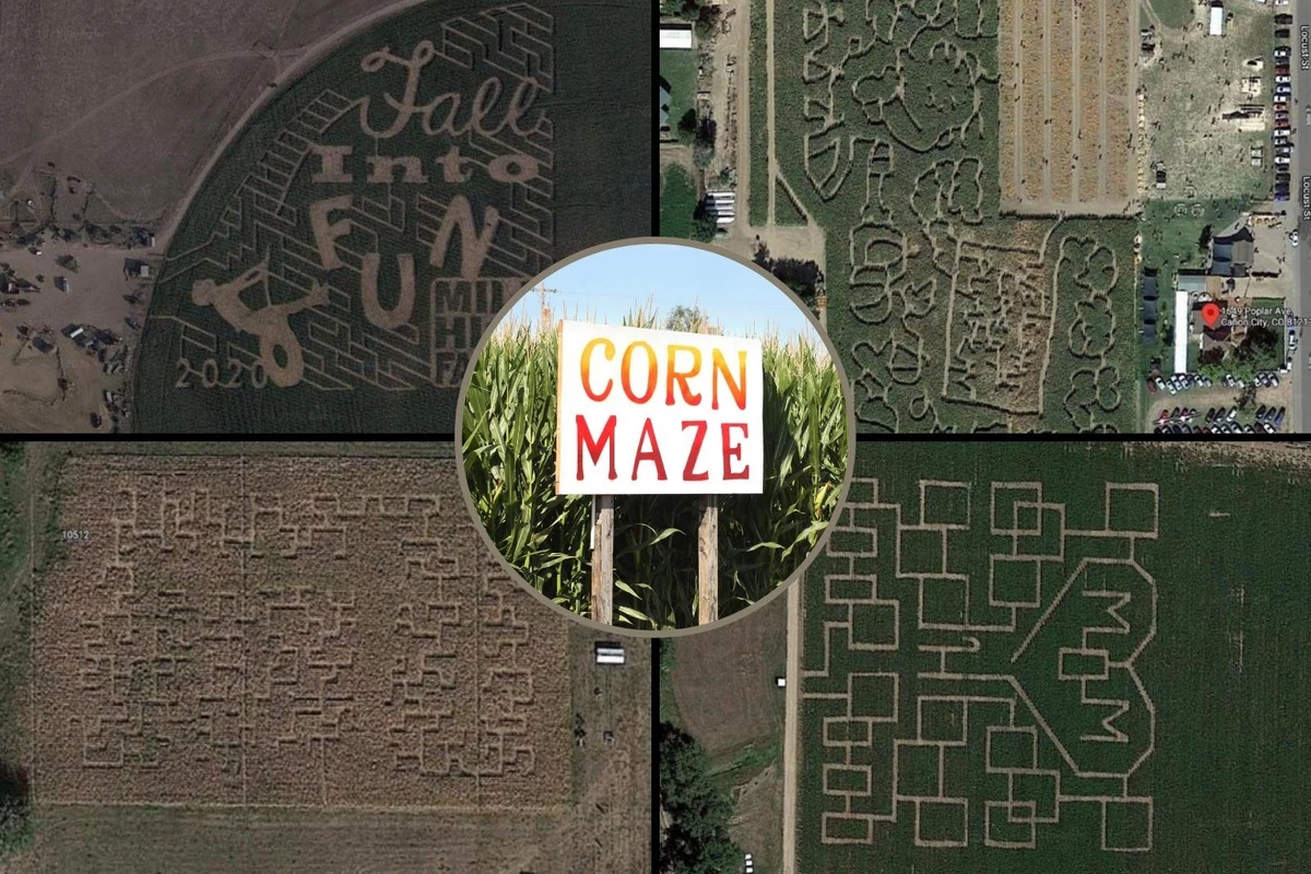 Denver Downs Corn Maze 2024 Schedule Denver Downs Corn Maze 2024 Schedule