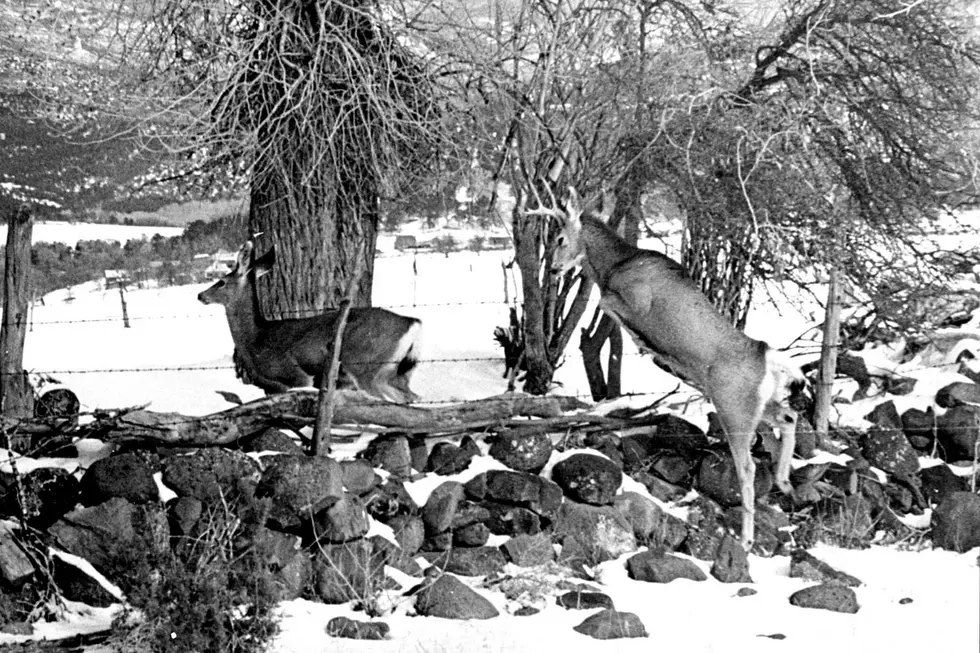 Recently Uncovered Robert Grant Photos of Western Colorado Wildlife