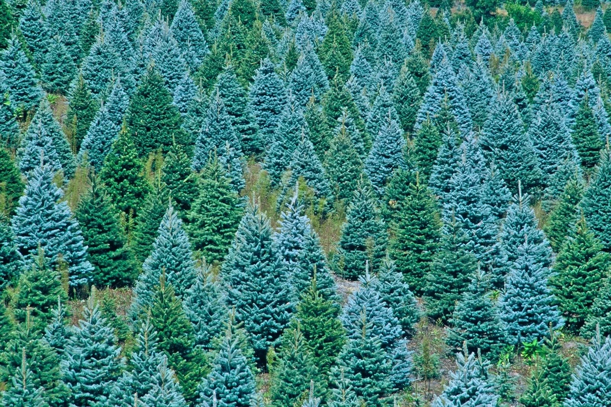 Christmas Tree Permits Available Soon in Grand Junction