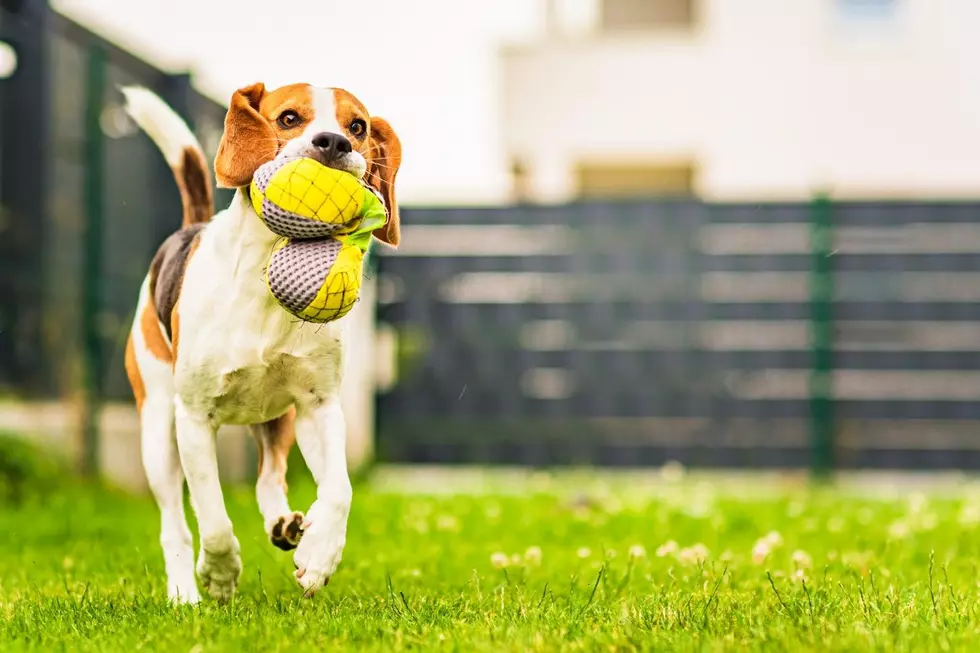 Is It Legal to Bury a Pet in Your Yard in Colorado?